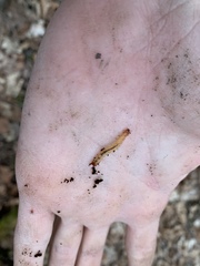 Dendroides canadensis