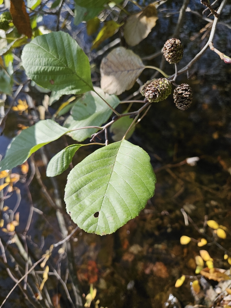 common-alder-from-bear-mountain-tomkins-cove-ny-10986-usa-on-october