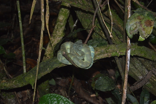 African Bush Viper