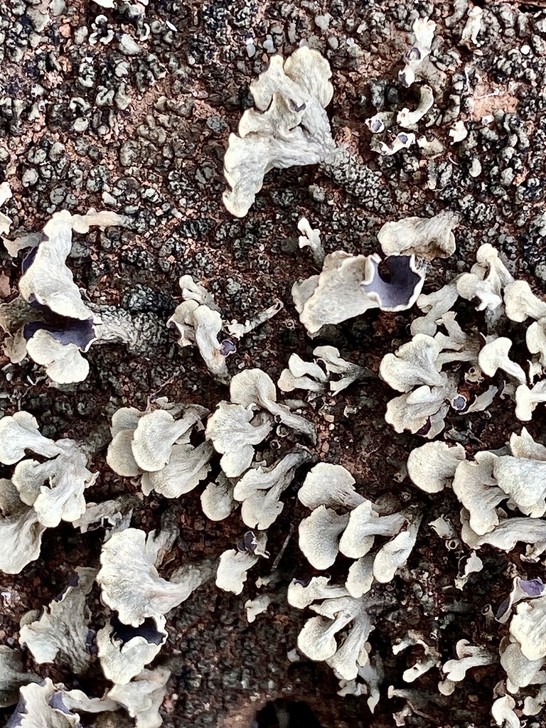 Thysanothecium hookeri
