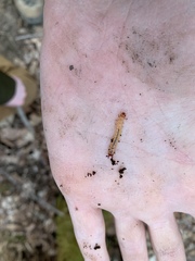 Dendroides canadensis
