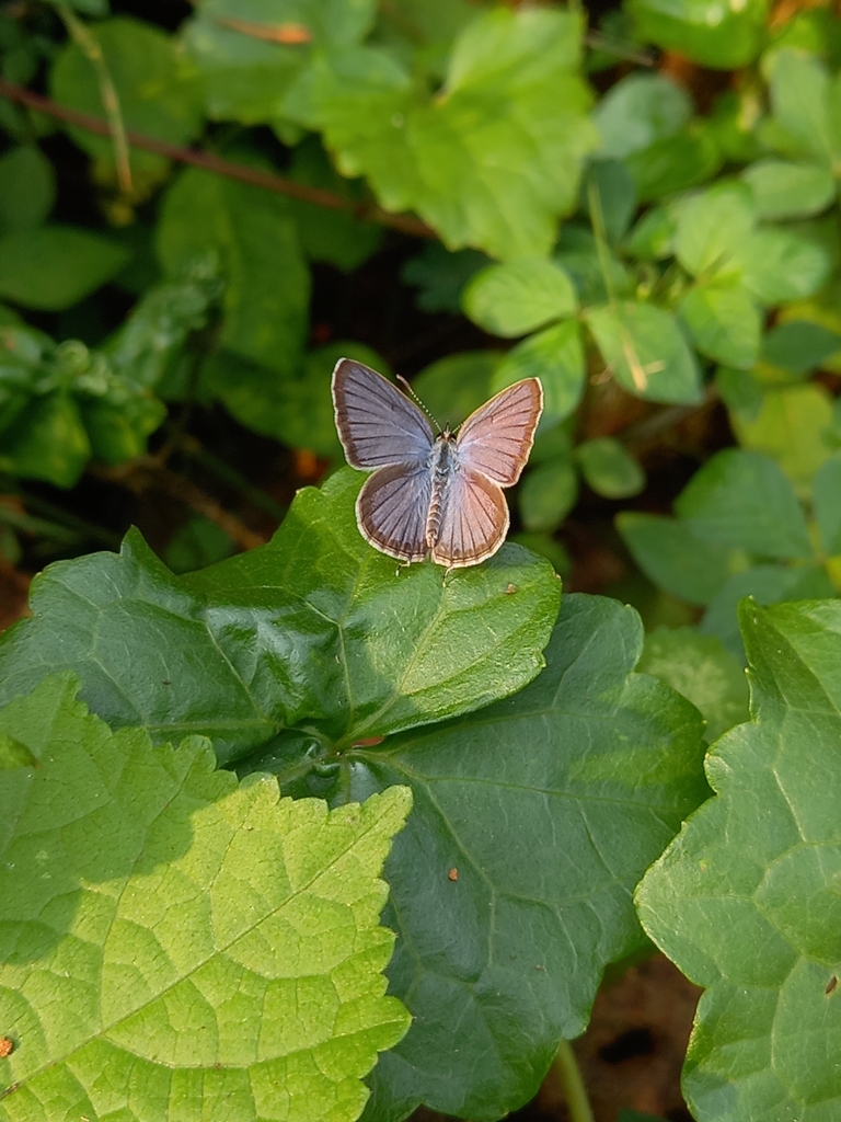 Plains Cupid From V3F7 P88 Painkanur Kattipparuthi Kerala 679571 Plains Cupid From V3F7 P88 Painkanur Kattipparuthi Kerala 679571