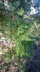 Austrocedrus chilensis