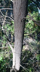 Austrocedrus chilensis