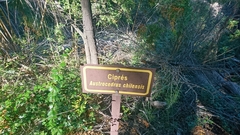 Austrocedrus chilensis