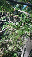 Austrocedrus chilensis