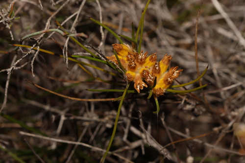 Conostylis vaginata (Conostylis vaginata)