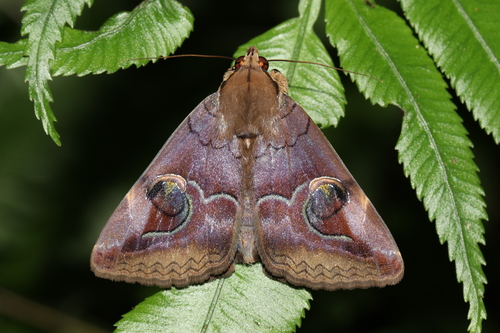 Ommatophora luminosa (Cramer, 1780)