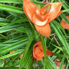 Freycinetia