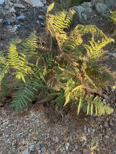 common bracken