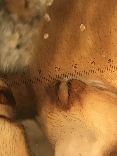 Six-spotted Fishing Spider