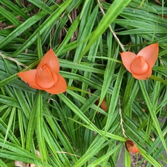 Freycinetia