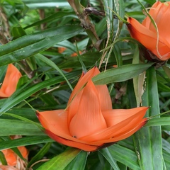 Freycinetia