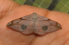 Hypochrosini