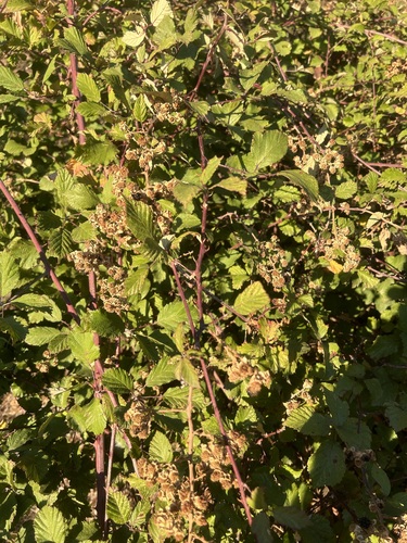 elmleaf blackberry