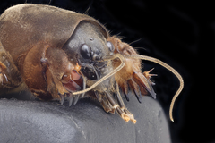Northern Mole Cricket