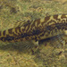 Broken-band Hillstream Loach - Photo (c) H.T.Cheng, some rights reserved (CC BY-NC), uploaded by H.T.Cheng