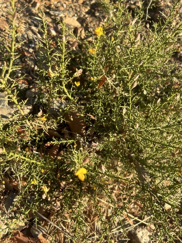 Stauracanthus boivinii