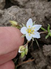Spergularia macrotheca longistyla