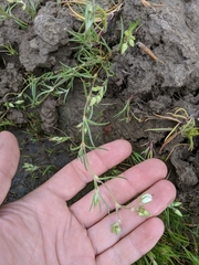 Spergularia macrotheca longistyla