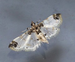Analyta apicalis