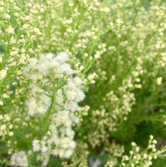 Baccharis coridifolia
