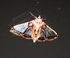 Didymostoma