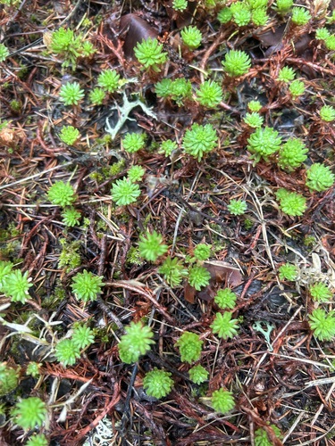 Rock Stonecrop