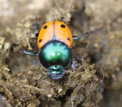 Helictopleurus quadripunctatus