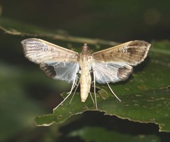 Maruca amboinalis