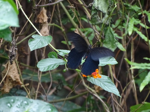 Spangle Swallowtail photo 5