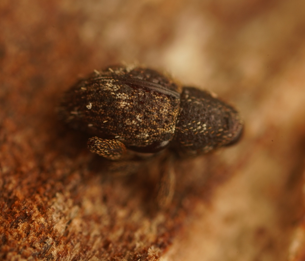 Decilaus lateralis