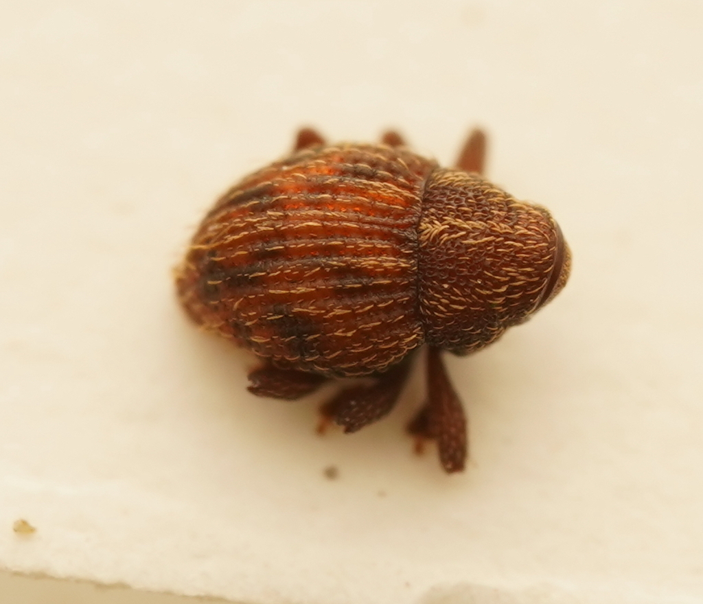 Decilaus nigronotatus