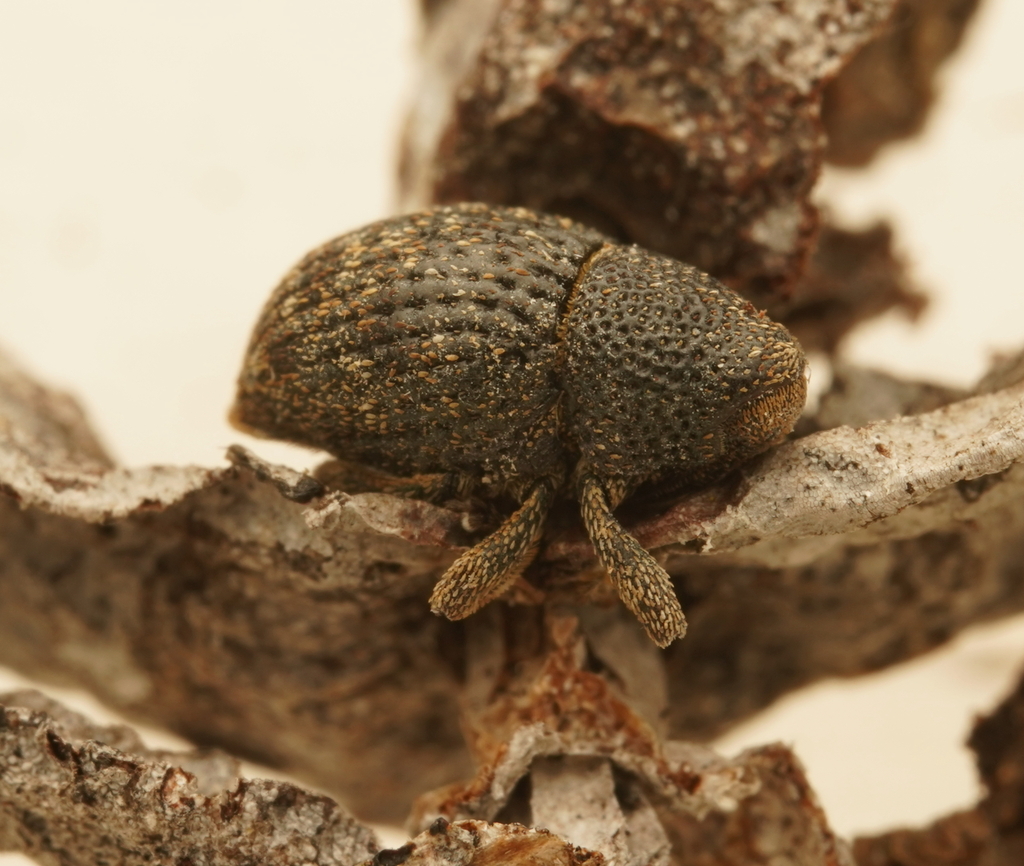Decilaus auricomus