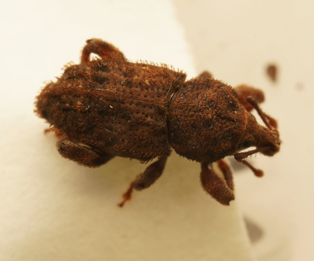 Mandalotus contortus