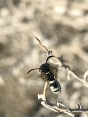 Pterocheilus