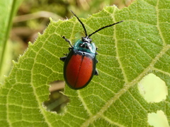 Aspicela scutata