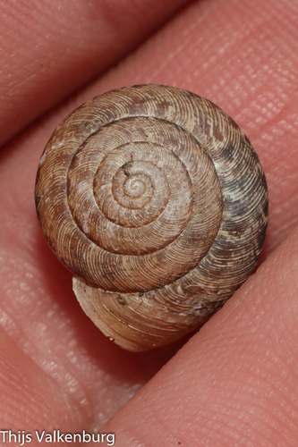 Helicella cistorum