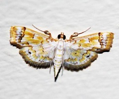 Musotima