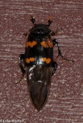 Nicrophorus sayi