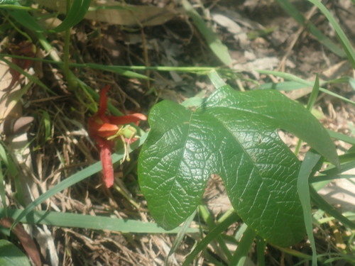 Image of Passiflora cinnabarina by no rights reserved