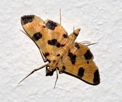 Nacoleia insolitalis
