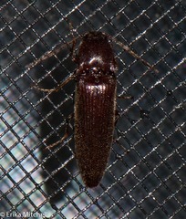 Melanotus castanipes