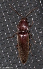 Melanotus castanipes