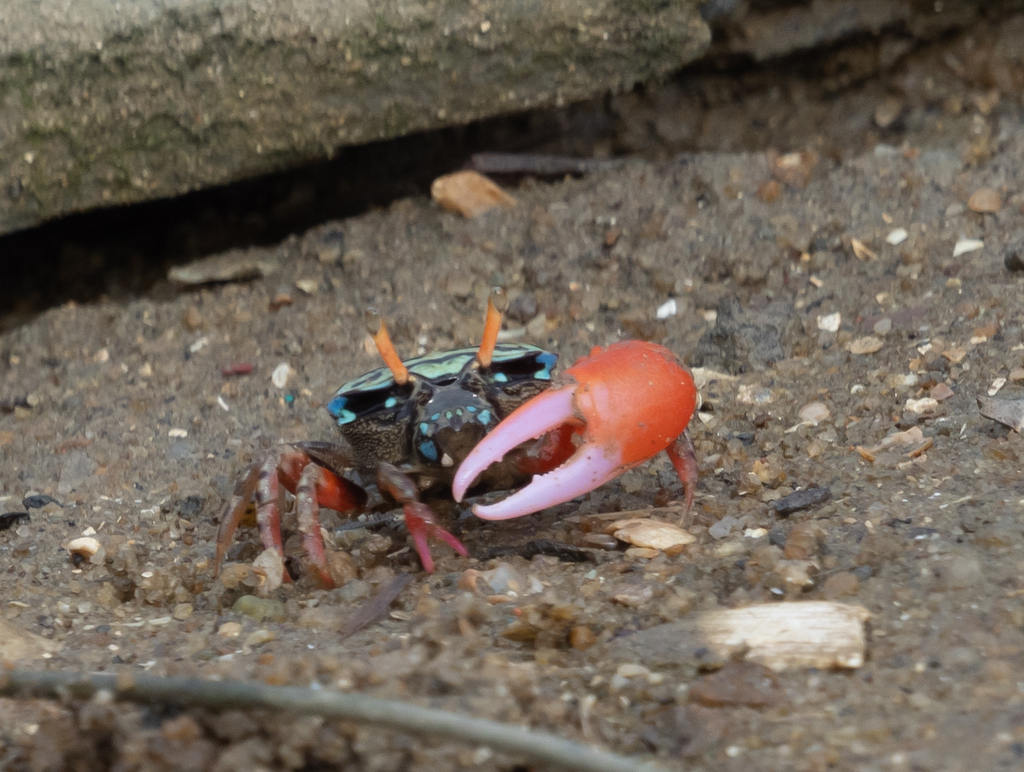 Splendid Fiddler Crab from 中国广东省湛江市麻章区 on October 29, 2023 at 03:55 PM ...