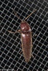 Melanotus castanipes