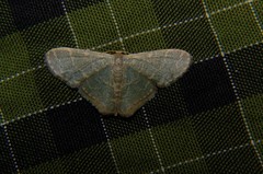 Lophophleps triangularis