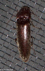 Melanotus castanipes