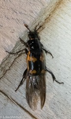 Nicrophorus sayi