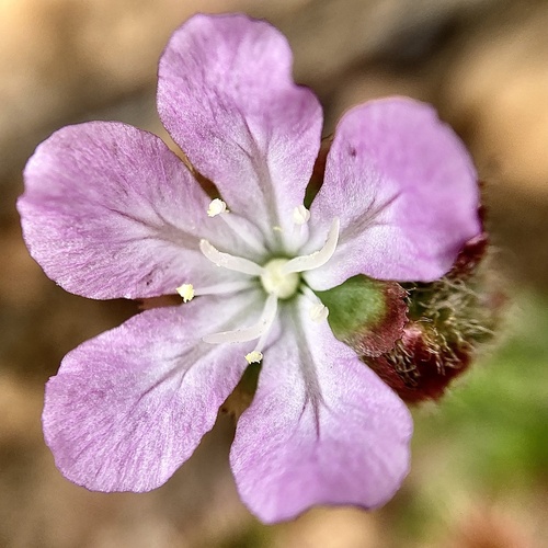 Drosera scorpioides